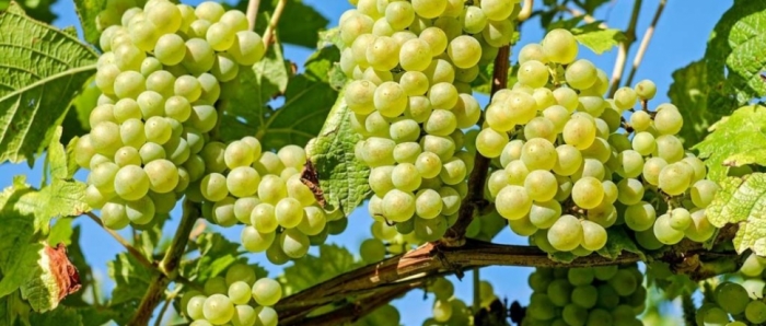 idea99collage_grapes.jpg