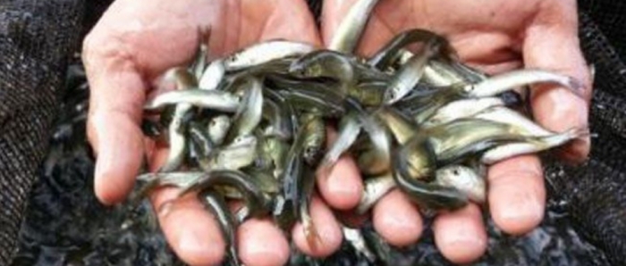 idea99collage_grass_carp.jpg