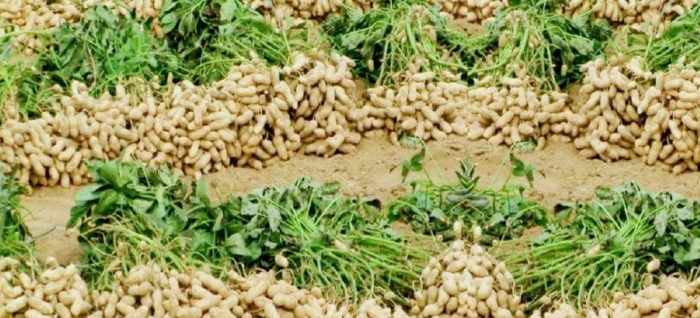 idea99collage_ground_nut_changi_kheti.jpg idea99collage_ground_nut_changi_kheti.jpg