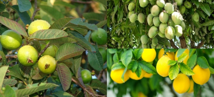 idea99collage_guava_lemon_mango.jpg idea99collage_guava_lemon_mango.jpg