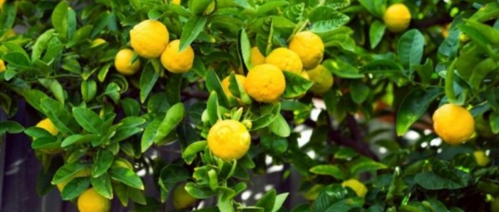 idea99collage_lemon_crop.jpg