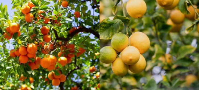idea99collage_lemon_orange_changi_kheti.jpg idea99collage_lemon_orange_changi_kheti.jpg