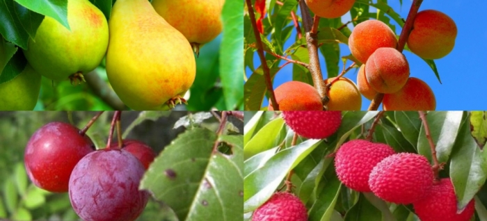 idea99collage_litchi_plum_peach.jpg