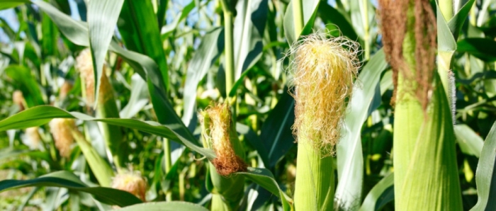 idea99collage_maize_.jpg