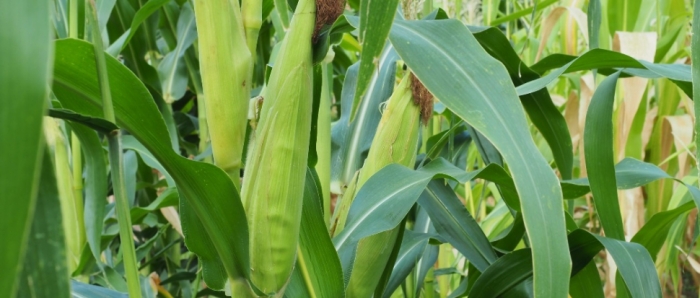 idea99collage_maize_corn.jpg