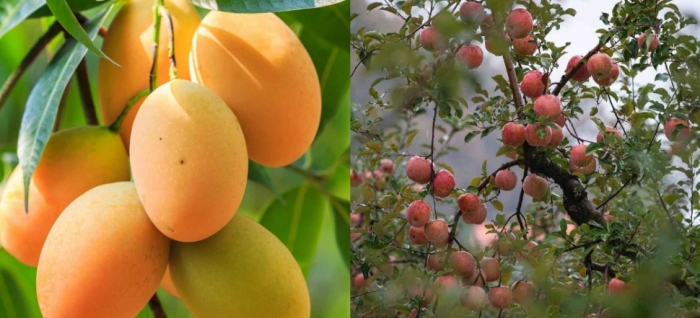 idea99collage_mango_aple.jpg