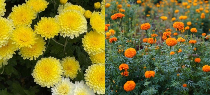 idea99collage_marigold_guldaudi.jpg