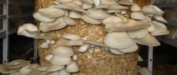 idea99collage_mushroom.jpg