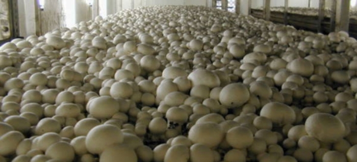 idea99collage_mushroom_changi_kheti.jpg idea99collage_mushroom_changi_kheti.jpg