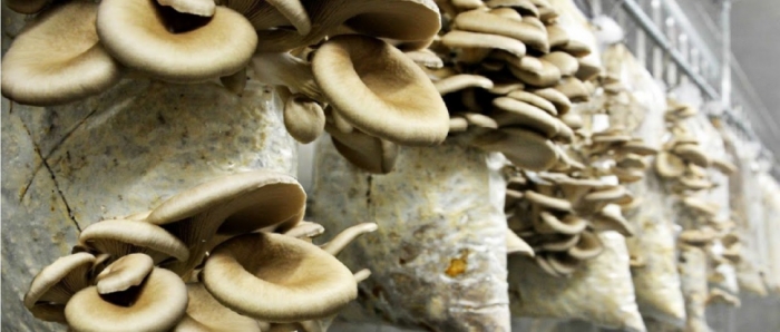 idea99collage_mushroom_growinfldgb.jpg idea99collage_mushroom_growinfldgb.jpg