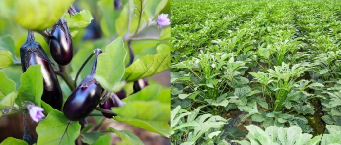 idea99collage_okra_brinjal_djhuif.jpg