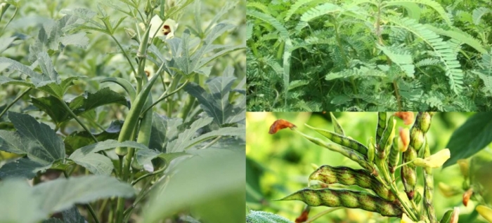 idea99collage_okra_dhaincha_pigeon_pea.jpg idea99collage_okra_dhaincha_pigeon_pea.jpg