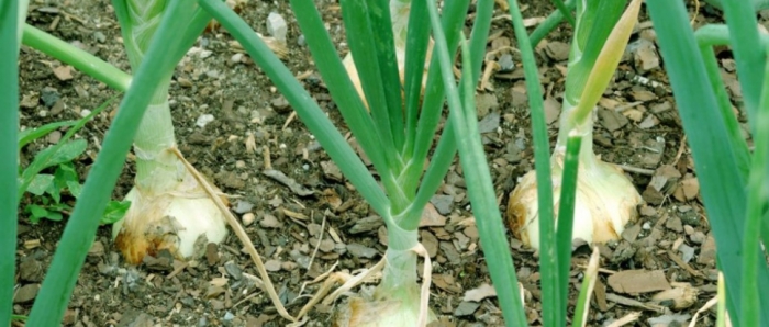 idea99collage_onion_14852jfghjdkadjksh.jpg
