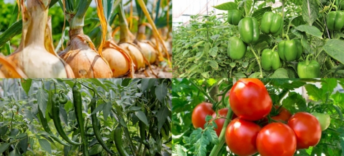 idea99collage_onion_chilli_tomato_onion.jpg idea99collage_onion_chilli_tomato_onion.jpg