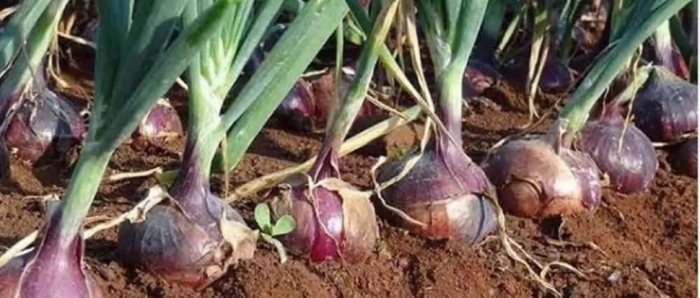 idea99collage_onion_crop_dhsfuerfje.jpg