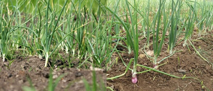 idea99collage_onion_garlic_jfghjdkadjksh.jpg