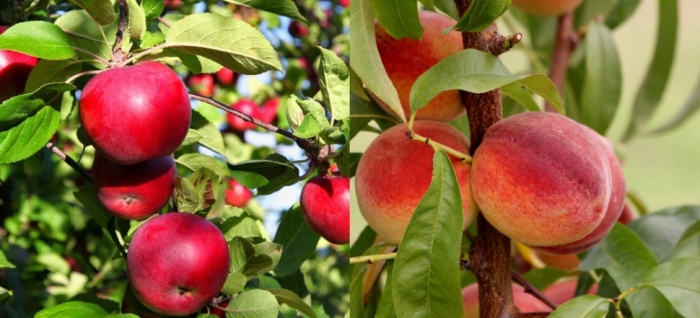 idea99collage_peach_apple.jpg