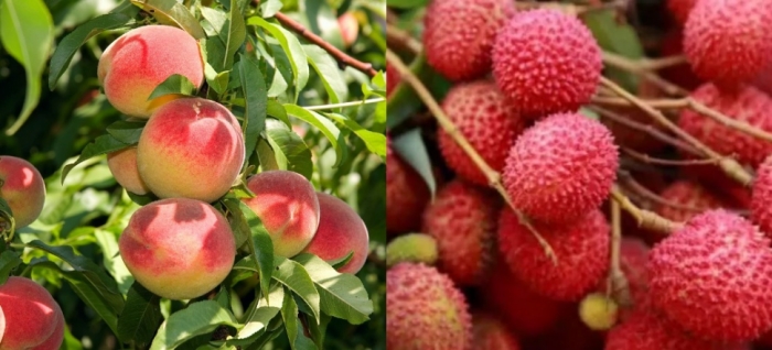 idea99collage_peach_litchi_djkfhuie.jpg idea99collage_peach_litchi_djkfhuie.jpg