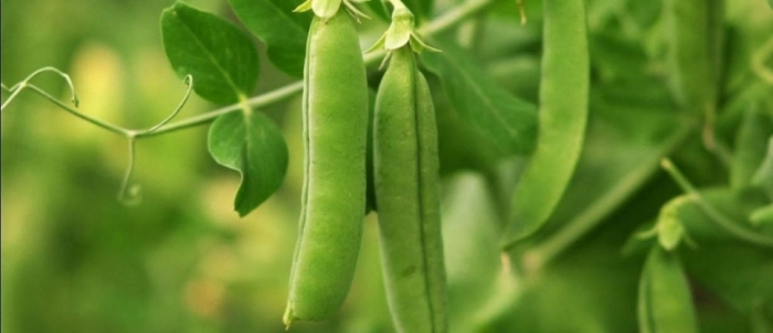 idea99collage_peas_crop_jkgjd.jpg