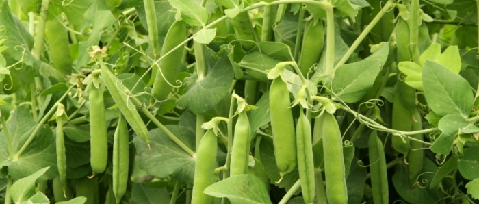 idea99collage_peas_jgroygor.jpg