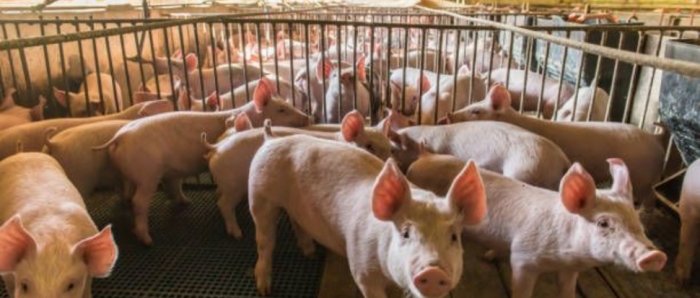 idea99collage_piggery_farm.jpg