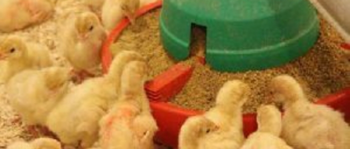 idea99collage_poultry.jpg idea99collage_poultry.jpg