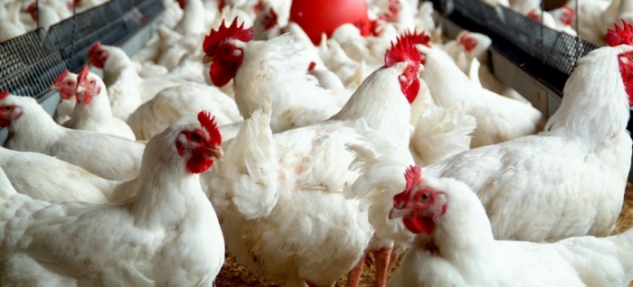 idea99collage_poultry_palampur_advice.jpg idea99collage_poultry_palampur_advice.jpg