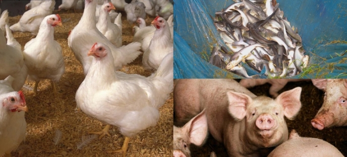 idea99collage_poultry_piggery_fishery.jpg idea99collage_poultry_piggery_fishery.jpg