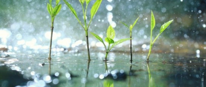 idea99collage_rain_water.jpg