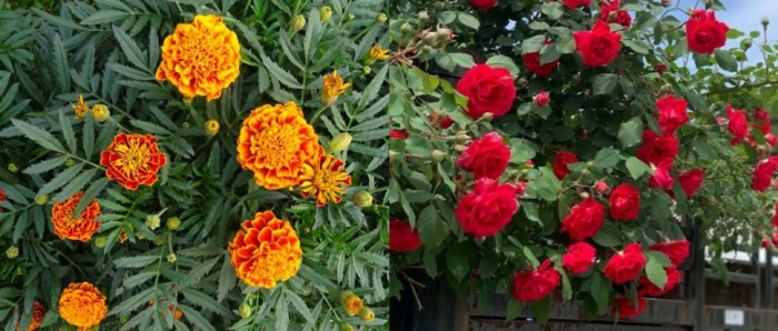 idea99collage_rose_marigold_apna_dil_aavaara.jpg