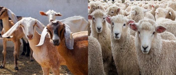 idea99collage_sheep_goat_ksjklfhk.jpg idea99collage_sheep_goat_ksjklfhk.jpg