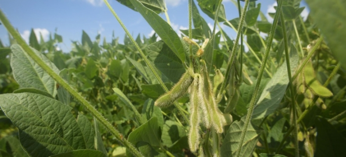 idea99collage_soybean_djsjlgd.jpg