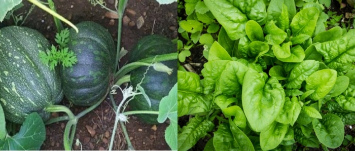 idea99collage_spinach_pumpkin.jpg idea99collage_spinach_pumpkin.jpg