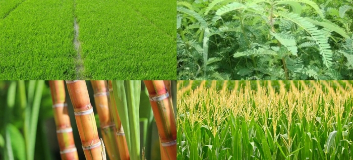 idea99collage_sugarcane_dhaincha_paddy_maize.jpg