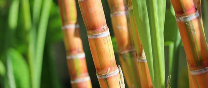 idea99collage_sugarcane_neele_neele_ambar_.jpg idea99collage_sugarcane_neele_neele_ambar_.jpg