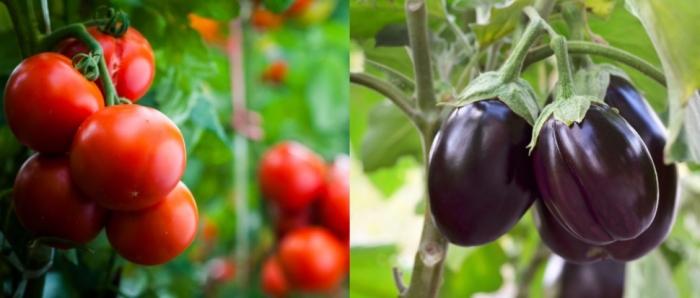 idea99collage_tomato_brinjal.jpg