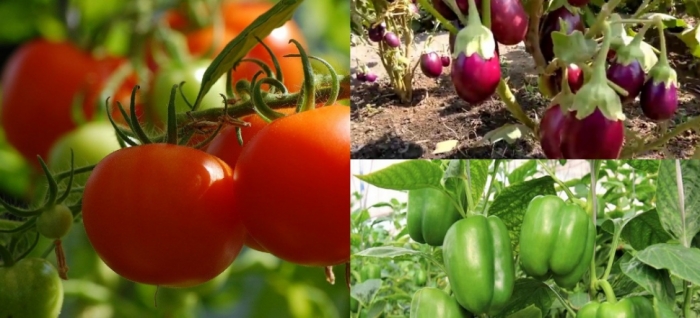idea99collage_tomato_brinjal_capsicum.jpg