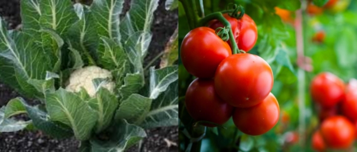 idea99collage_tomato_cauliflower.jpg