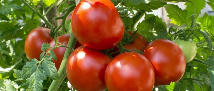 idea99collage_tomato_ghdfidiu.jpg