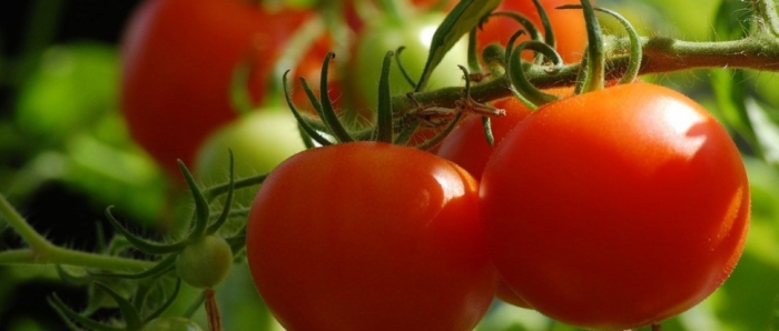 idea99collage_tomato_jvhudf.jpg