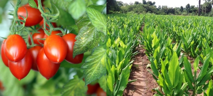 idea99collage_tomato_turmeric.jpg