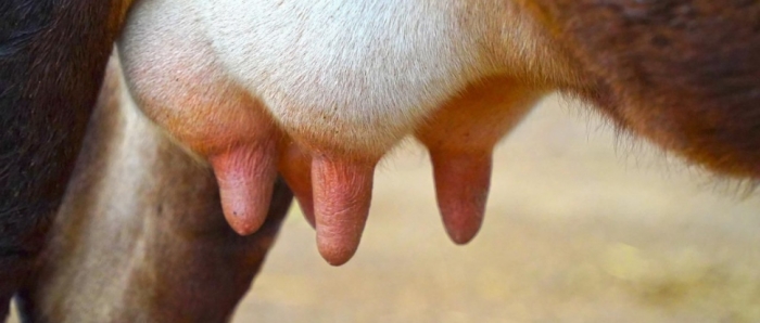 idea99collage_udder.jpg