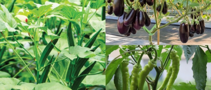 idea99collage_vegehfhdyf.jpg