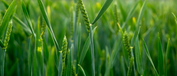 idea99collage_wheat_bfgh_(1).jpg