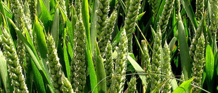 idea99collage_wheat_djfgjldgfgd.jpg idea99collage_wheat_djfgjldgfgd.jpg