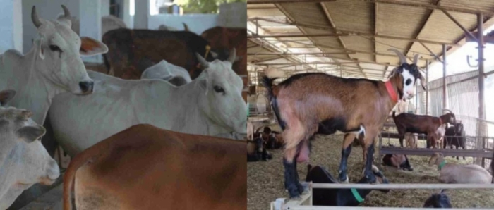 idea99collagecattle_goat.jpg idea99collagecattle_goat.jpg