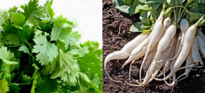 idea99coriander.jpg idea99coriander.jpg