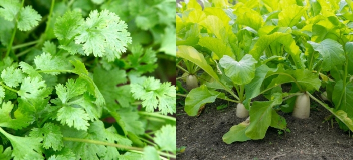 idea99coriander_and_radish.jpg