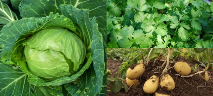 idea99coriander_cabbage_potato.jpg