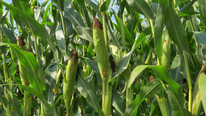 idea99corn-ak.jpg